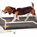 GoPet PetRun PR720F Dog Treadmill