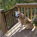 Cardinal Stairway Special Outdoor Pet Gate Black
